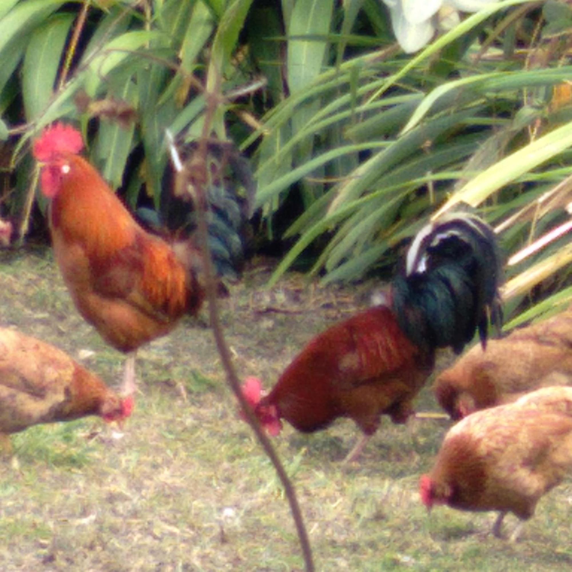 Hostal Tu'U Koihu อังกาโรอา ภายนอก รูปภาพ