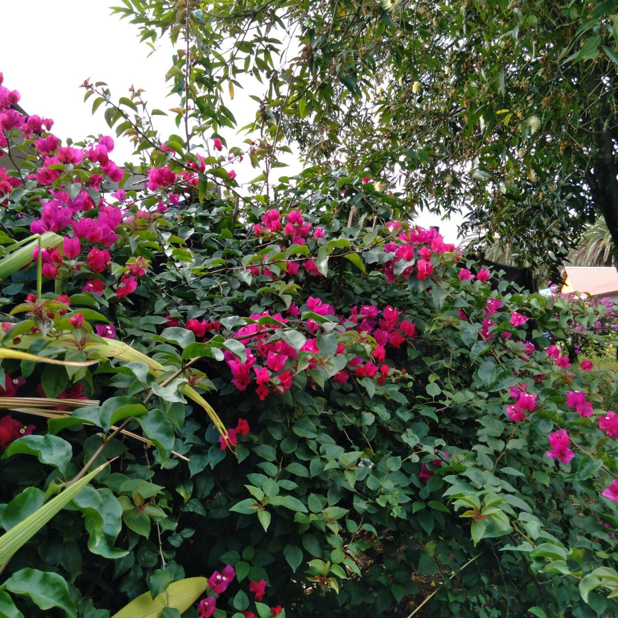 Hostal Tu'U Koihu อังกาโรอา ภายนอก รูปภาพ